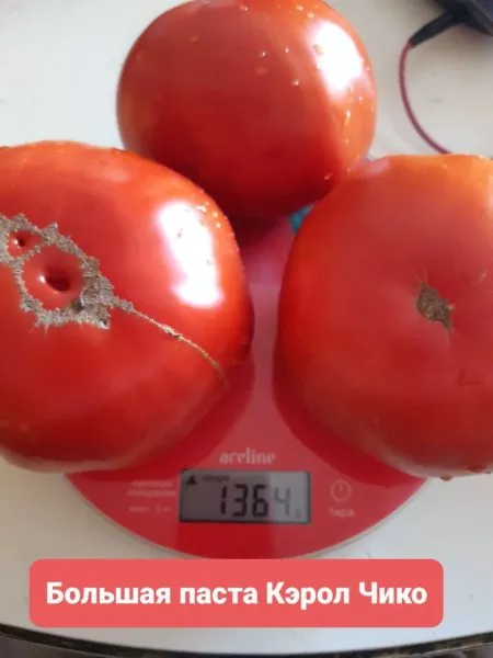 bolshaya-pasta-kerol-chiko-11-159092