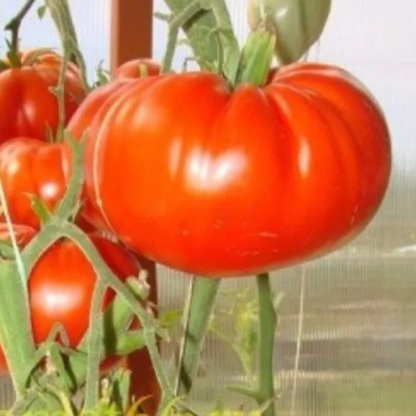 bolshaya-pasta-kerol-chiko-2-159092