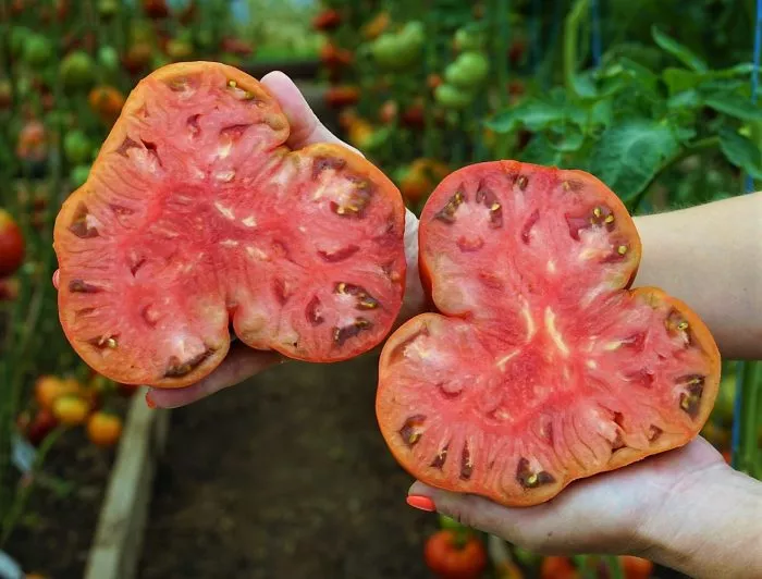 bolshaya-pasta-kerol-chiko-4-159092