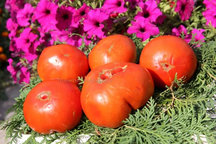 bolshaya-pasta-kerol-chiko-9-159092