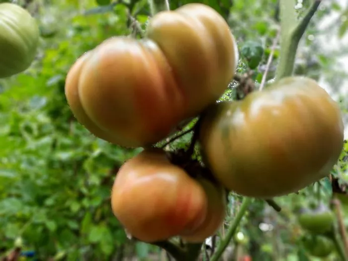 bolshoy-almatinskiy-trikolor-2-157883