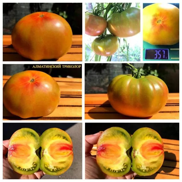 bolshoy-almatinskiy-trikolor-4-157883