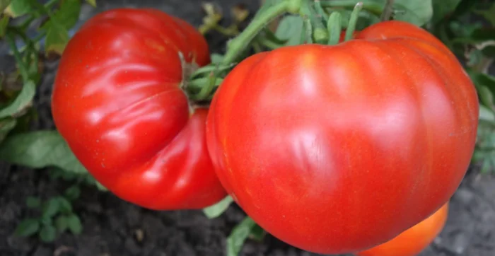 bolshoy-kerol-3-142998