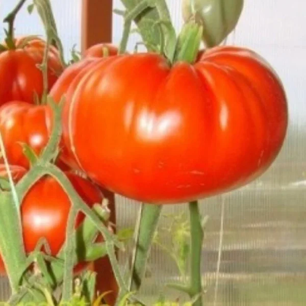 bolshoy-kerol-4-142998