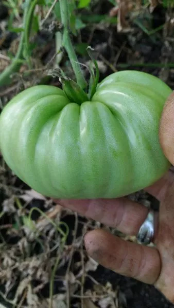 bolshoy-kerol-5-142998