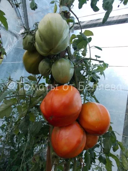 bolshoy-luchano-10-167202