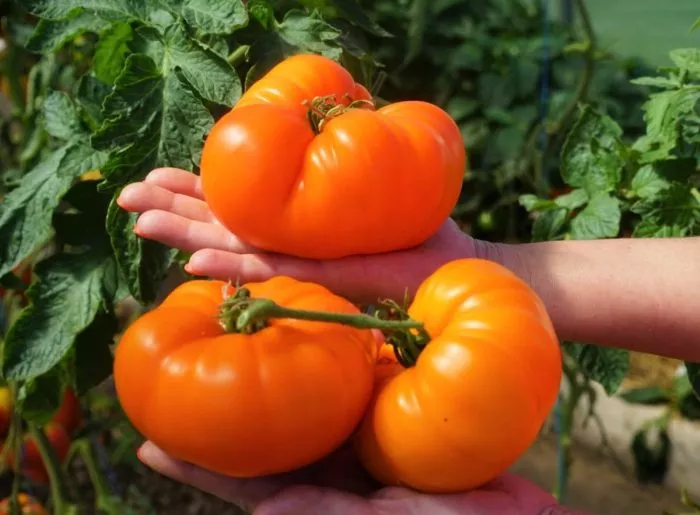 bolshoy-luchano-11-167202