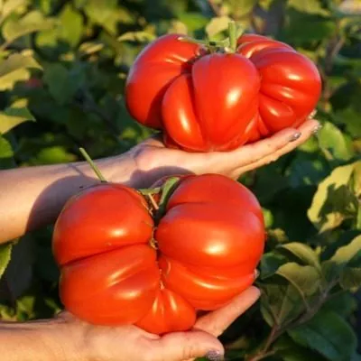 bolshoy-luchano-12-167202