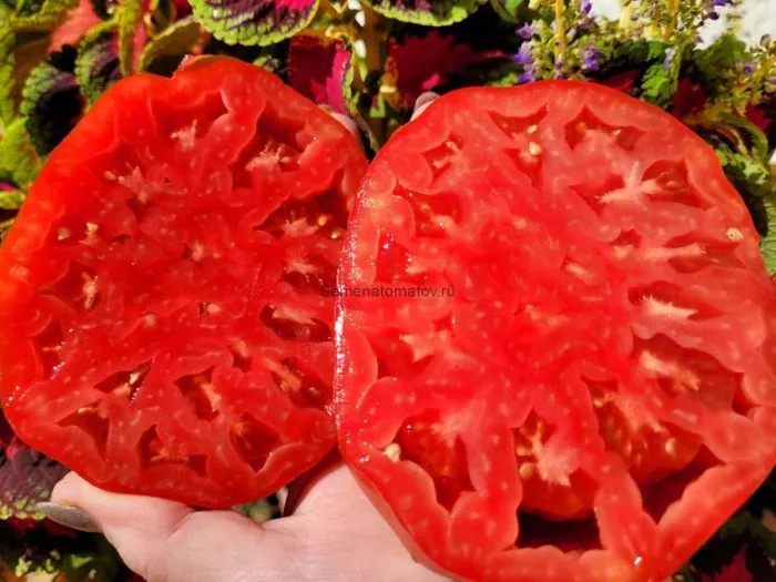 bolshoy-luchano-2-167202