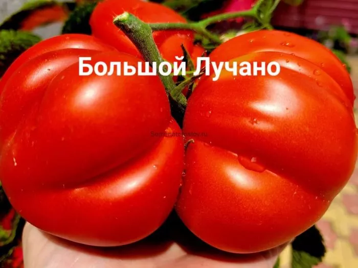 bolshoy-luchano-3-167202