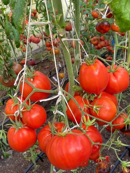 bolshoy-luchano-5-167202