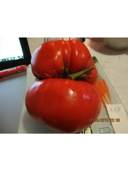 bolshoy-luchano-7-167202