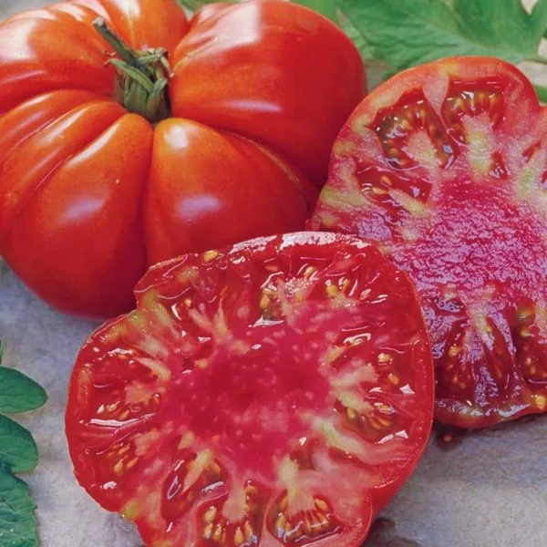 bolshoy-luchano-main-167202