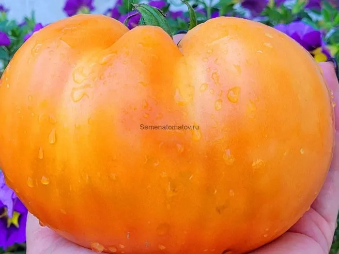 bolshoy-zolotoy-vkusnyy-2-154443