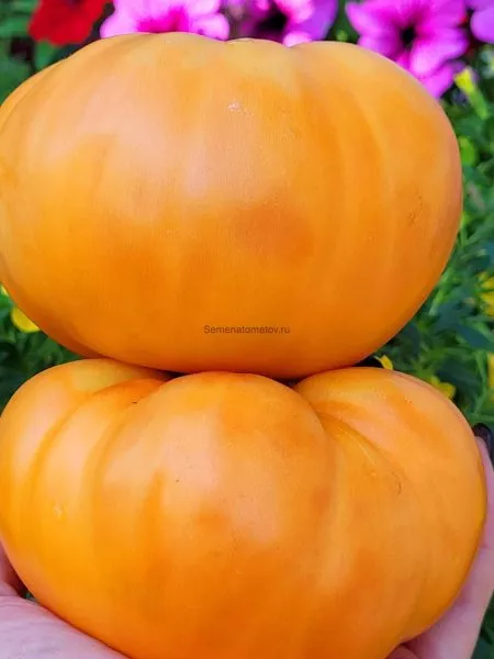 bolshoy-zolotoy-vkusnyy-4-154443