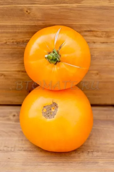 bolshoy-zolotoy-vkusnyy-5-154443