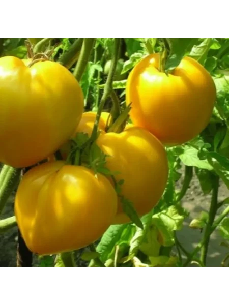 bolshoy-zolotoy-vkusnyy-8-154443