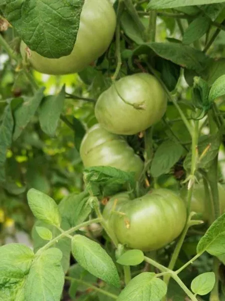 brendivayn-zheltyy-3-155686