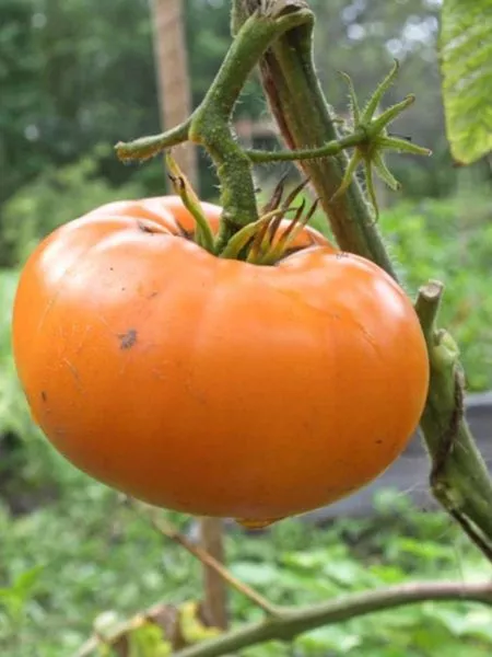 brendivayn-zheltyy-4-155686