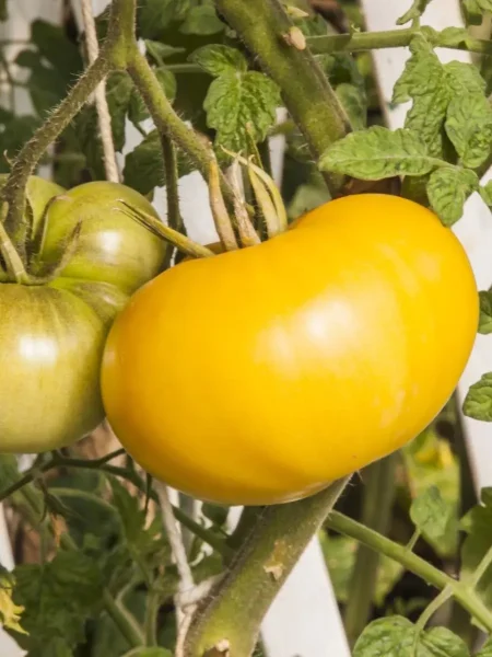 brendivayn-zheltyy-5-155686