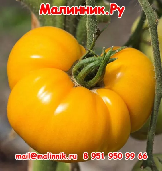 brendivayn-zheltyy-8-155686