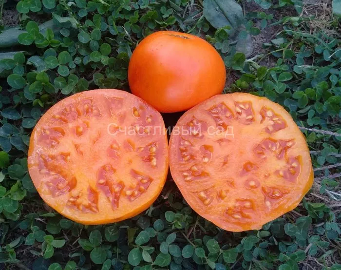 brendivayn-zheltyy-9-155686