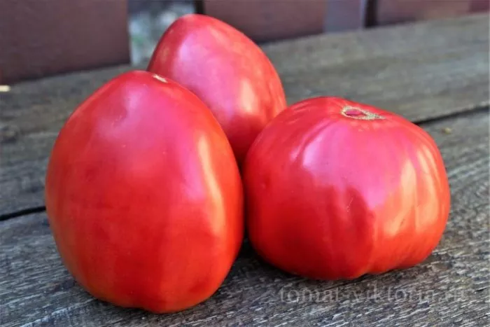 brilliant-opedisano-2-143085