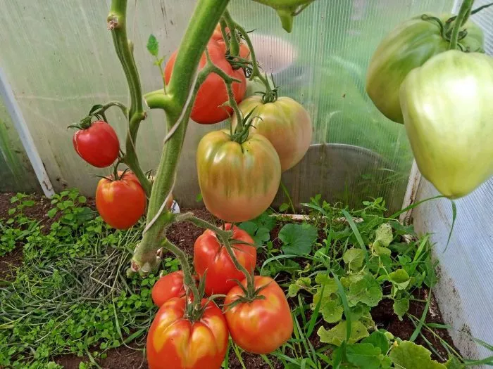 brilliant-opedisano-3-143085