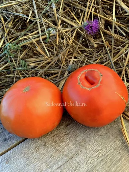 brilliant-opedisano-4-143085