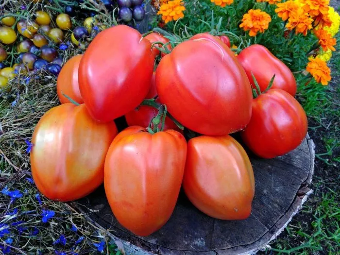 brilliant-opedisano-7-143085