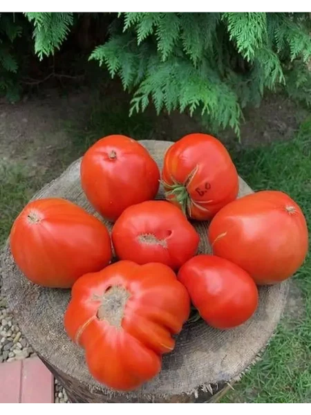 brilliant-opedisano-main-143085