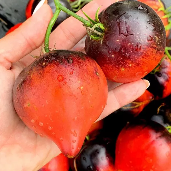 bronzovye-nosiki-serzhanta-peppera-5-155710