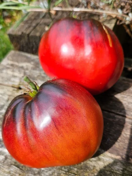 bronzovye-nosiki-serzhanta-peppera-8-155710