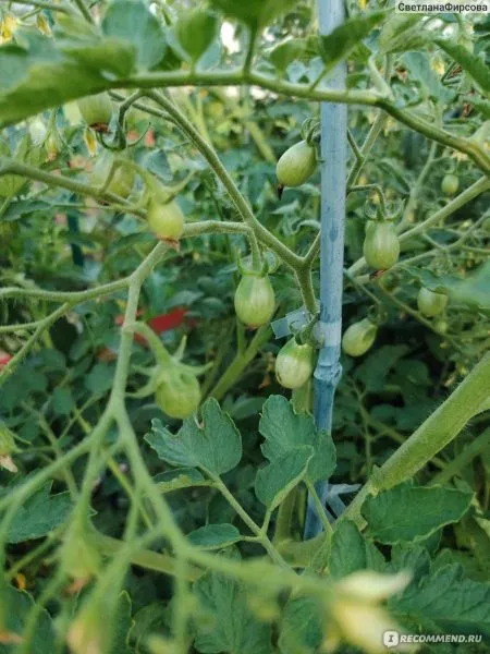 bryzgi-shampanskogo-3-141112