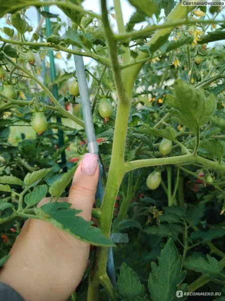 bryzgi-shampanskogo-5-141112