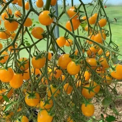 bryzgi-shampanskogo-7-141112