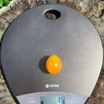 bryzgi-shampanskogo-9-141112