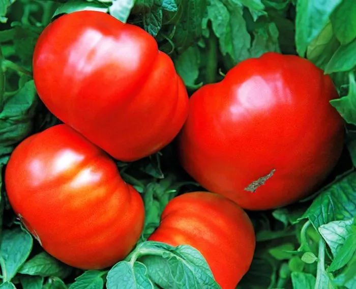 bugay-krasnyy-5-168429