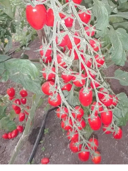 busy-strasti-3-139805