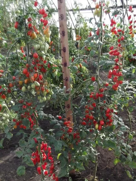 busy-strasti-4-139805