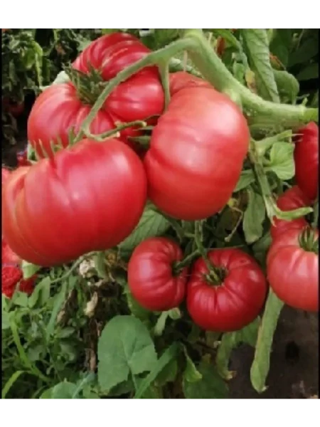 butsefal-main-162777