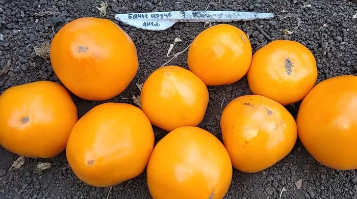 byche-serdtse-angliyskoe-3-150597