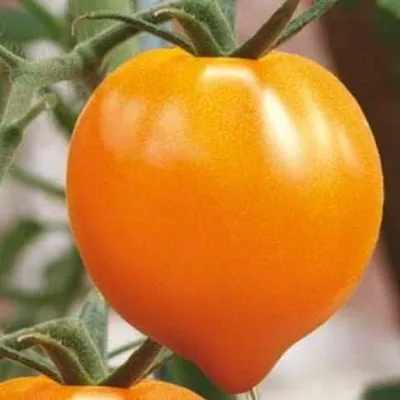 byche-serdtse-angliyskoe-4-150597