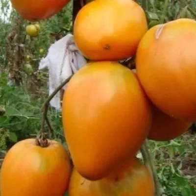 byche-serdtse-angliyskoe-5-150597