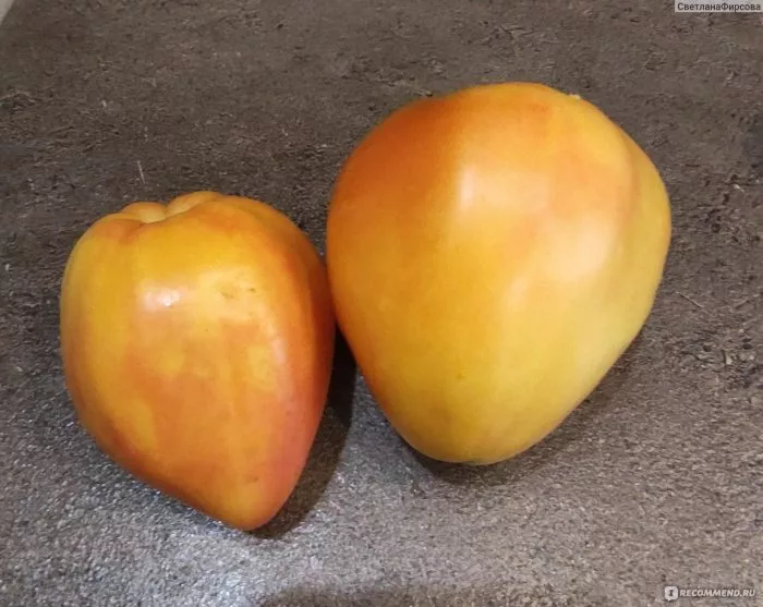 byche-serdtse-bikolor-3-134289-1