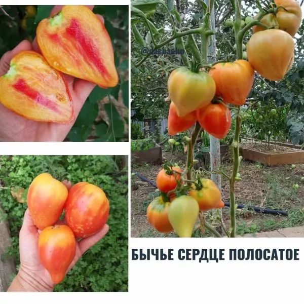 byche-serdtse-bikolor-4-134289-1