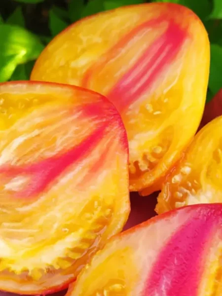 byche-serdtse-bikolor-5-134289-1