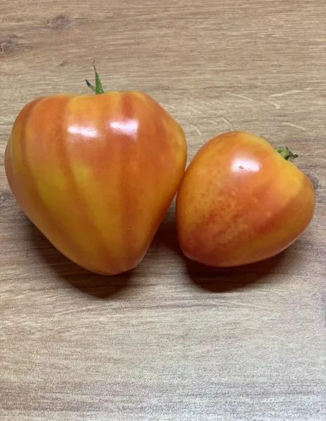 byche-serdtse-bikolor-6-134289-1