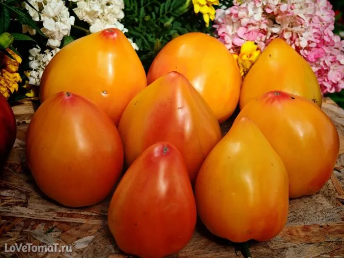 byche-serdtse-bikolor-7-134289-1