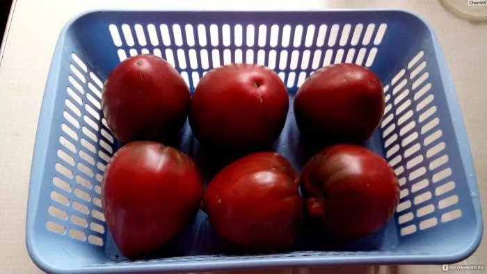 byche-serdtse-chernoe-10-163003